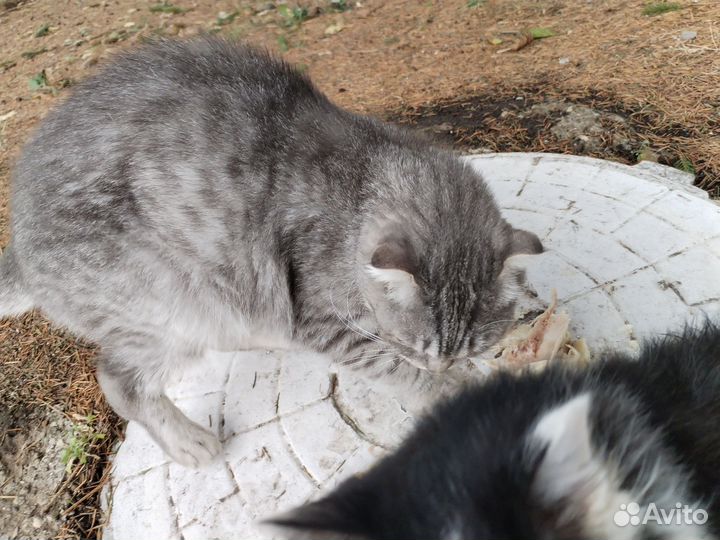 Кот в добрые руки