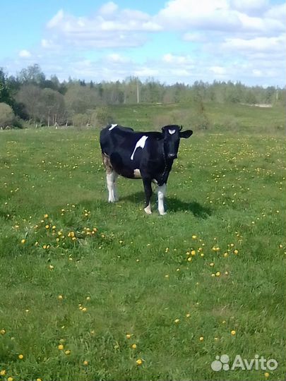 Нетель голштина