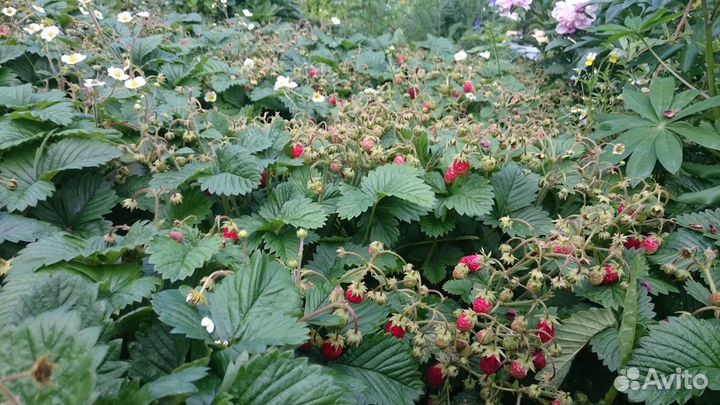 Саженцы клубники