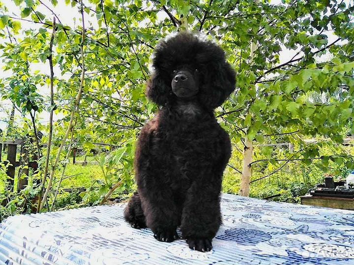 Той пудель детки