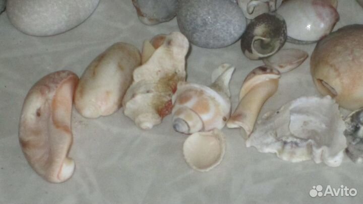 Морские ракушки, камни для коллекции, поделок