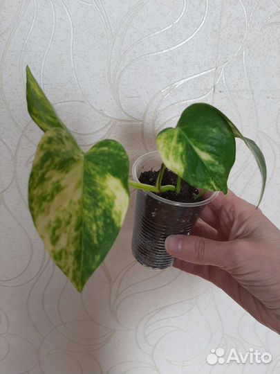 Эпипремнум