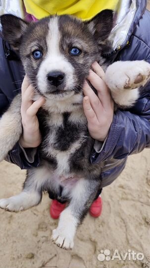 Двортерьер