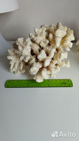 Морские кораллы