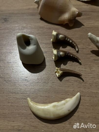 Морские ракушки