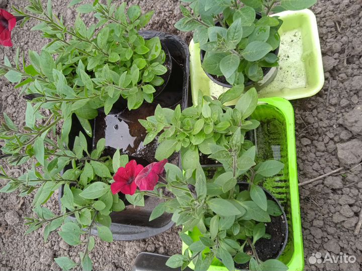 Петуния ампельная рассада