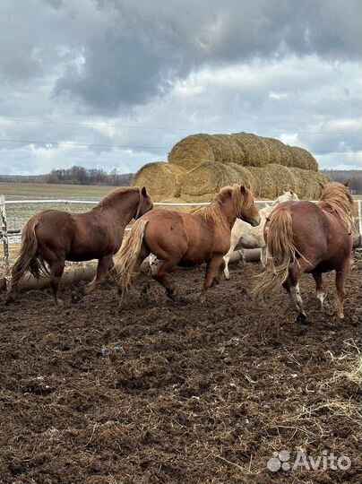 Жеребцы производители