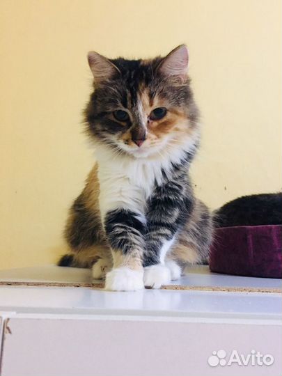 Кошечка Лиса