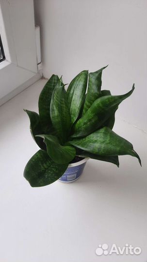 Сансевиерия ханни
