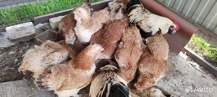 Маран,Амераукан,Фавероль