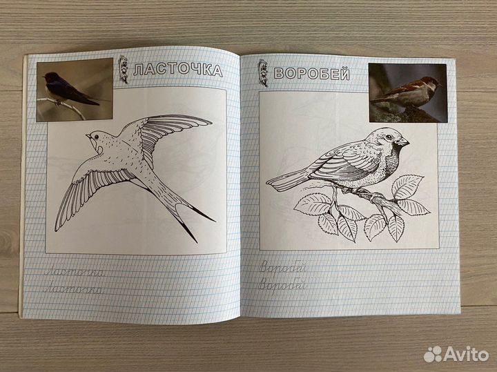 Раскраска для детей