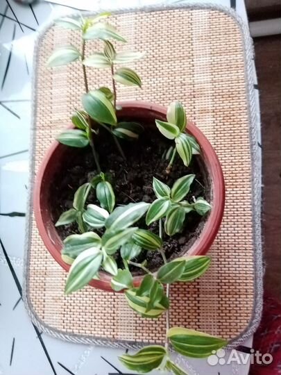 Жёлтый холм традесканция