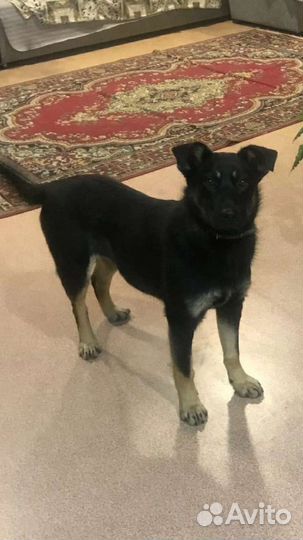 Собака в добрые руки