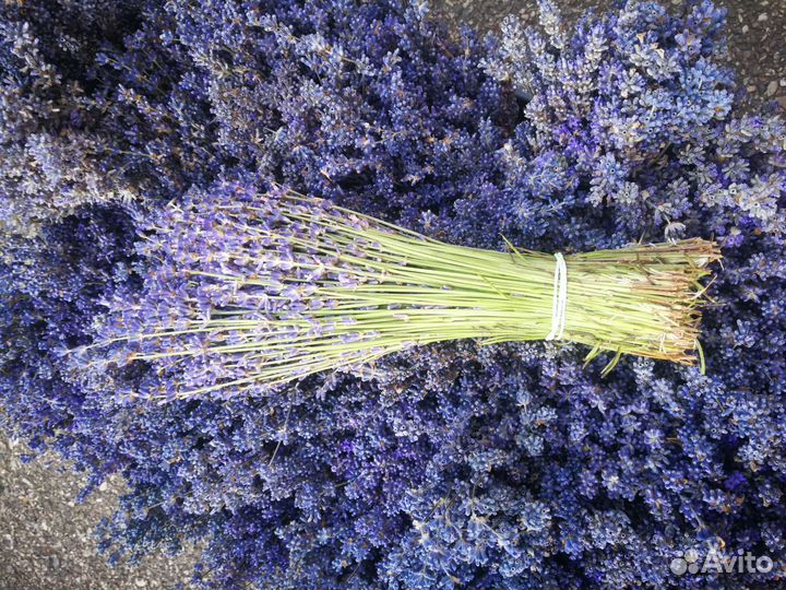 Пучок лаванды