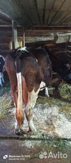 Коровы и телки на продажу
