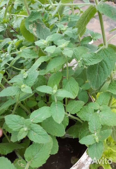 Мята сортовая.Джинура