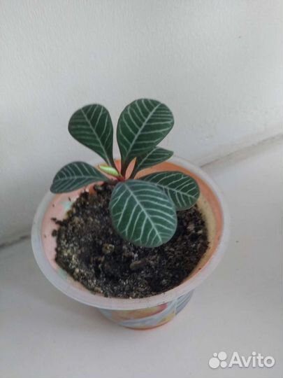 Комнатные цветы