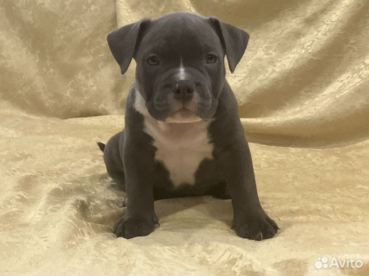 Американский булли покет щенки