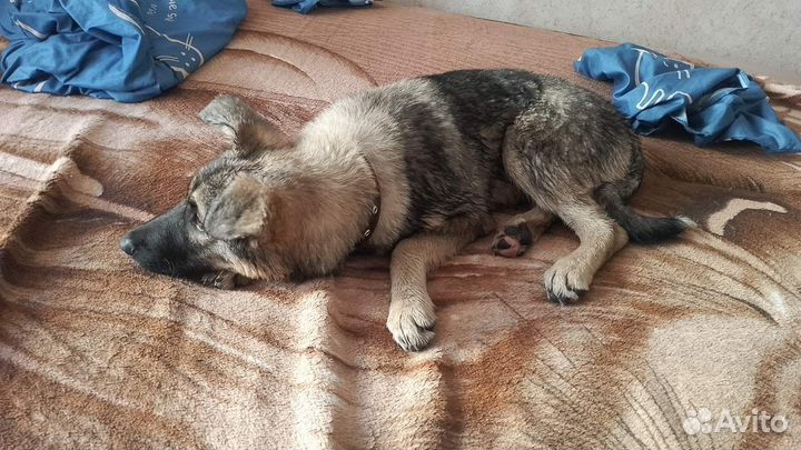 Щенок девочка в добрые руки