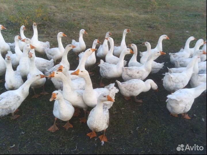 Гуси порода Линда