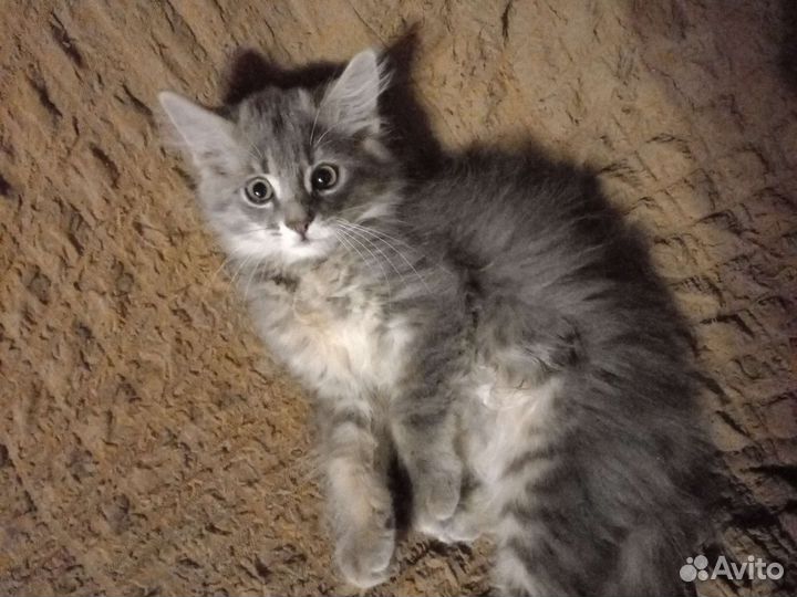 Кошка в дар бесплатно