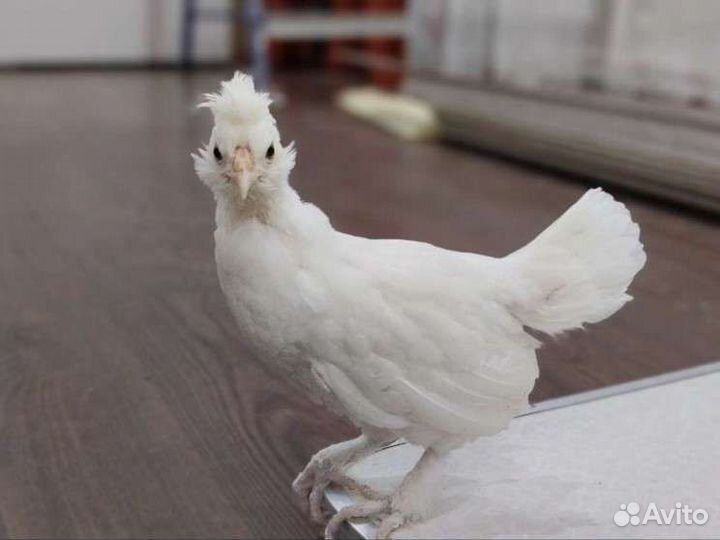 Куры Павловские