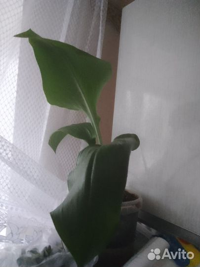 Комнатные цветы