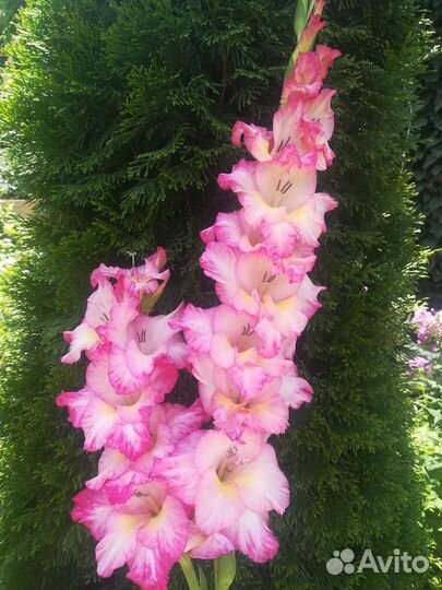 Детка гладиолуса