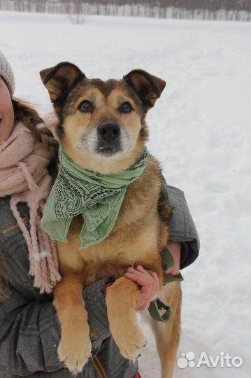 Классную собаку никто не замечает в приюте