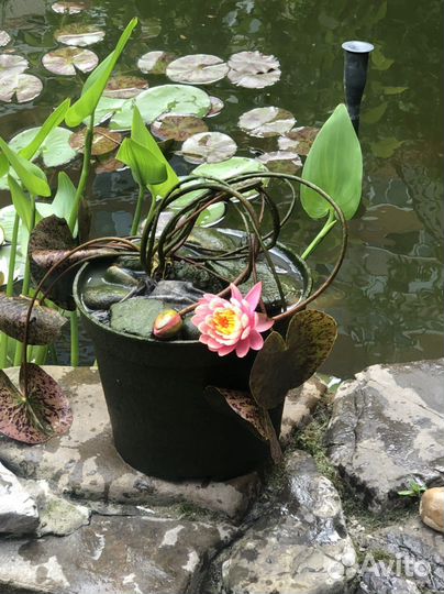 Кувшинка нимфея Perry orange Sunset