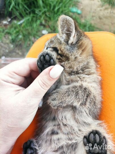 Котята в добрые руки бесплатно