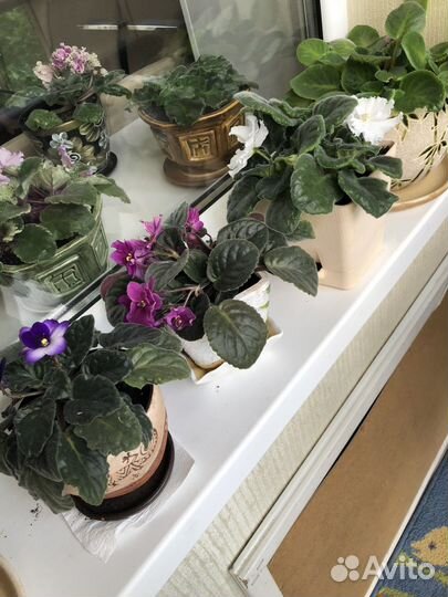 Фиалки в горшках