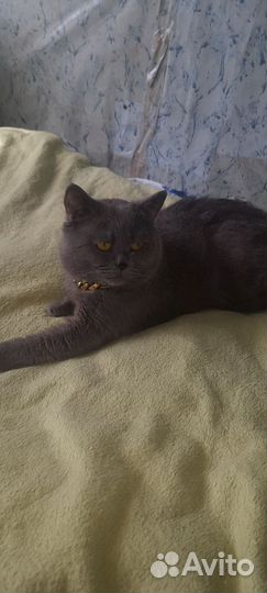 Британский кот для вязки с паспортом