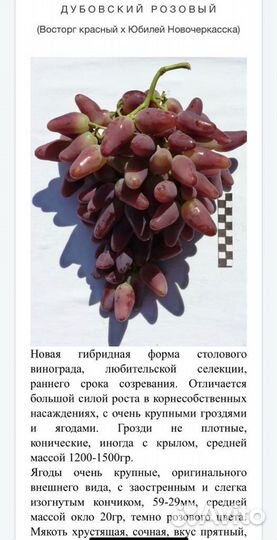 Виноград Дубовский розовый,викинг, и др
