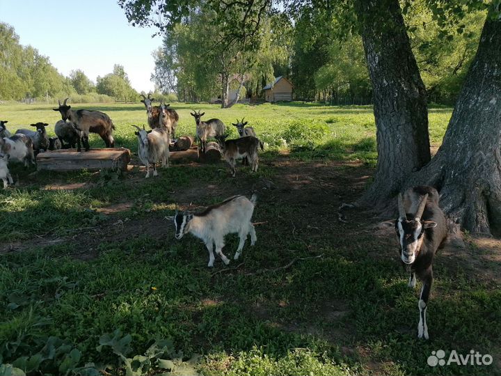 Романовские овцы ягнята бараны
