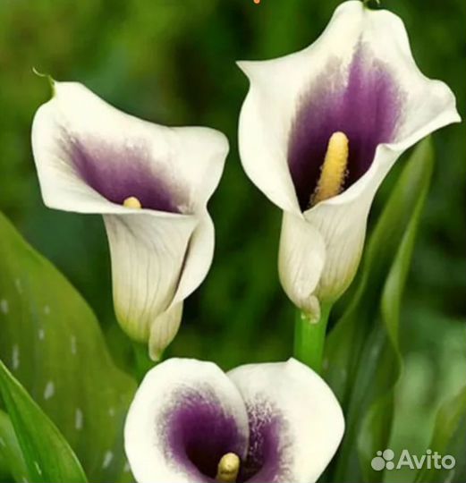 Калла Пикассо