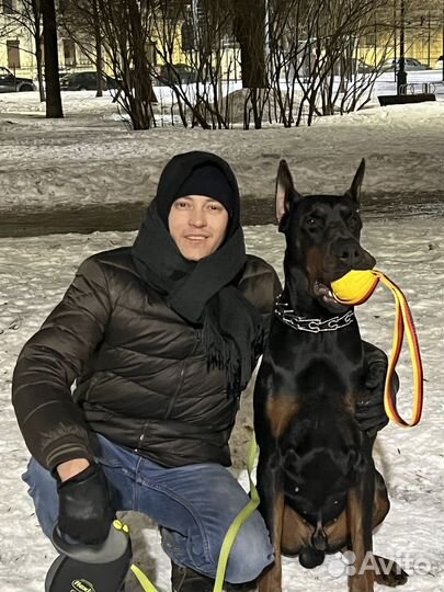 Выгул собак