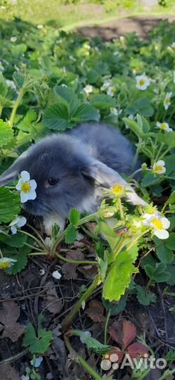 Кролики породы французский баран