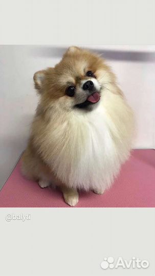 Стрижка шпица. Груминг уход