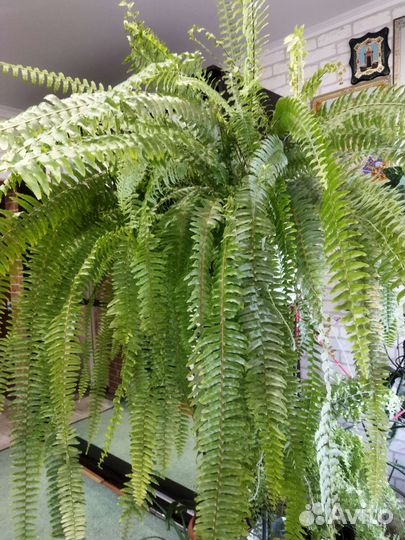Продается папоротник