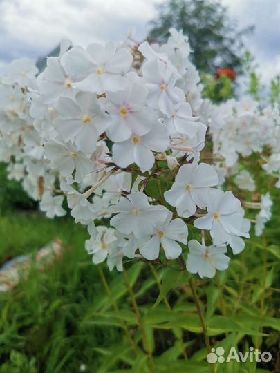 Флоксы белые и сиреневые, молодило