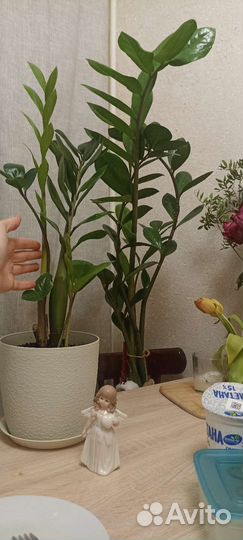 Домашние цветы