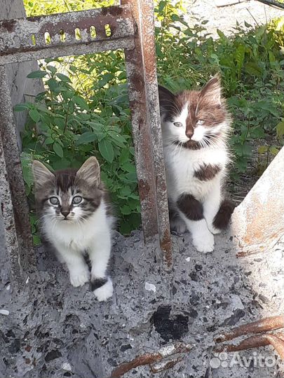 Кошка в дар бесплатно