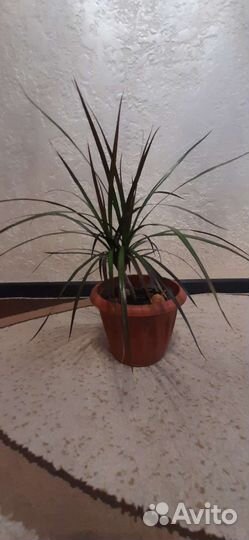 Пальма драцена