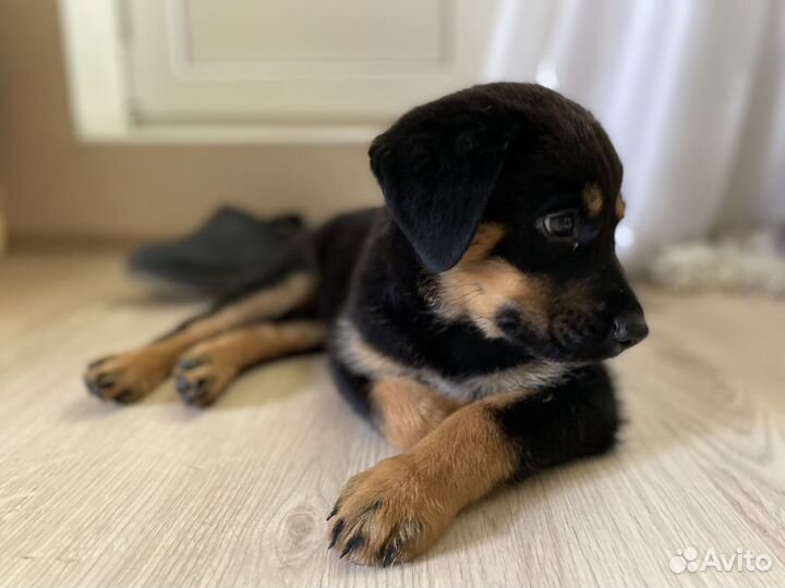 Щенок в добрые руки