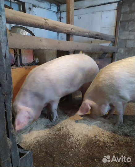 Свиньи порода ландрас. Хряк не кострированный