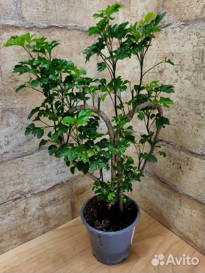 Ктенанты, перчик, полисциас, Гинура