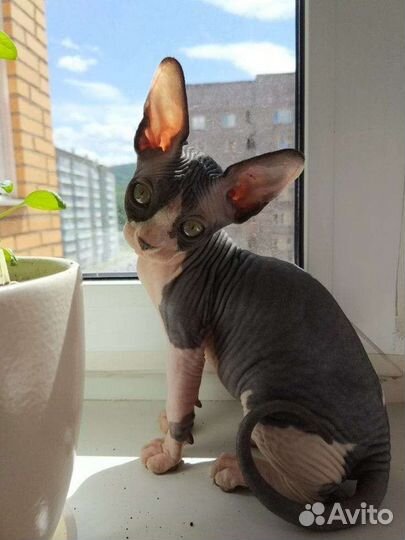 Девочка Сфинкс в добрые руки