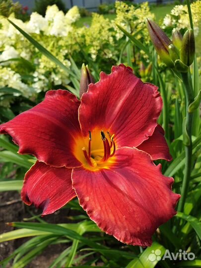 Продам лилейники