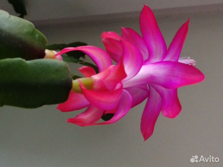 Укорененные отростки декабриста